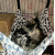 動物紋 貓吊床 (共五款, 款式隨機) 