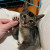 捐 獨立貓義工 - 沙肥貓 一包 Purina Cat Chow Complete 15lbs 貓糧